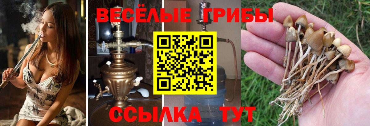 Галлюциногенные грибы Psilocybe  Вход с VPN  Галлюциногенные грибы Magic Shrooms  Омск 
